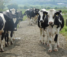 Load image into Gallery viewer, Biotronic Footbath solution