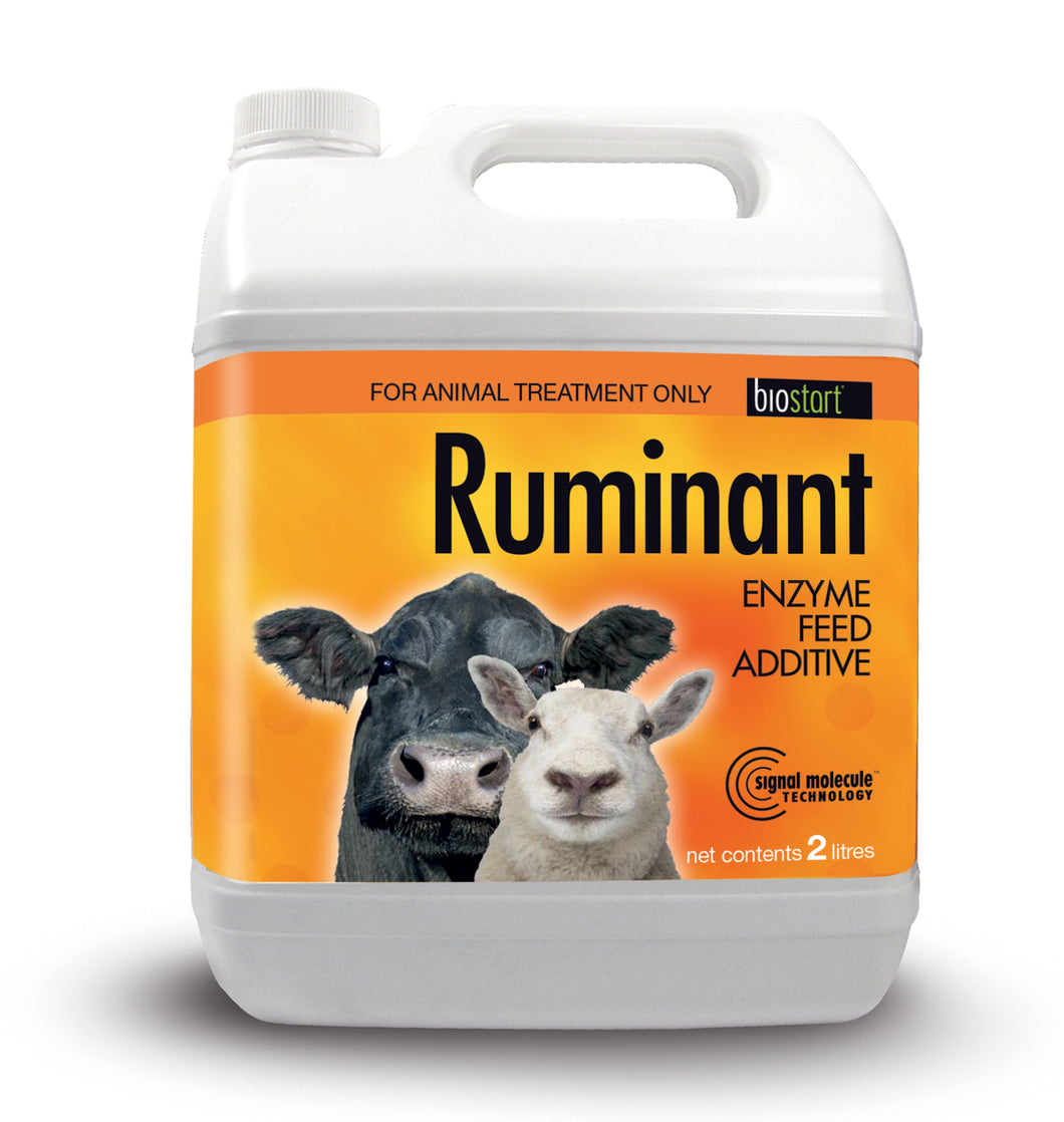 Ruminant